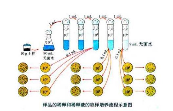 什么是微生物梯度稀釋？微生物梯度稀釋計(jì)算公式